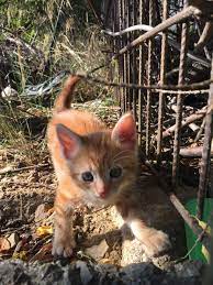 cok tatli kedi sokak