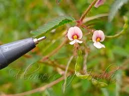 Image result for Aeschynomene