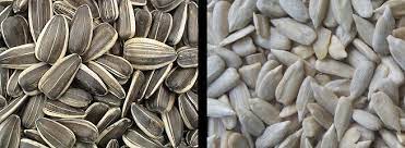 Buckwheat husk for sale exporters, suppliers & manufacturers in russia. How Do They Extract Kernels From Sunflower Seeds In Mass Production Seasoned Advice
