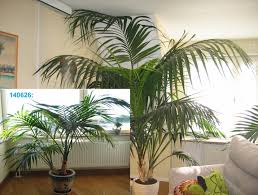 Learn about cold hardy palm trees, including european fan palm, chinese windmill palm and cabbage palm, from the experts at hgtv gardens. The Soil Mixes The Pros Use Palms In Pots Palmtalk