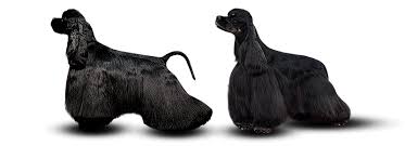 Image result for americký kokršpaněl