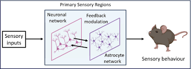 Rethinking Sensory Information Processing: The Essential Role of Astrocytes  - Rosa - 2025 - Journal of Neurochemistry - Wiley Online Library