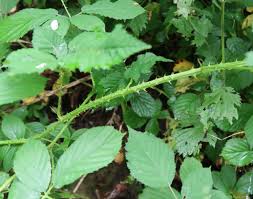 Image result for Rubus kirungensis