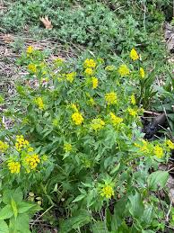 Image result for Asclepias aurea