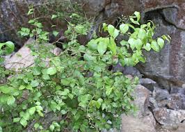 Image result for Strychnos lucens