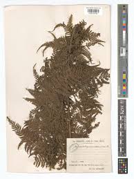 Image result for Diplazium humbertii