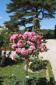 Leonardo Da Vinci Rose Grown As A Standard Rose Tea Roses English Roses