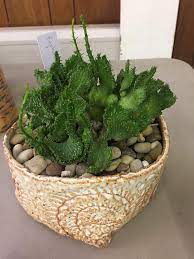 Have something nice to say about cactus and succulent society of america? Our Speaker Monterey Bay Area Cactus Succulent Society Facebook