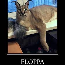 Floppa meme caracal cat digitalart bingus furry feline caracalcat catgirl. Floppa Big Floppa Know Your Meme