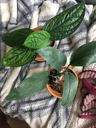 Monstera pinnatipartita moet uit de buurt van de directe zon worden geplaatst omdat het zijn bladeren zal verbranden. Both These Juvenile Plants I Bought Were Labeled Monstera Pinnatipartita Is One An Imposter Are They Both The Real Deal Anyone Here Familiar With The Is Species Rarehouseplants