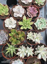 Cacti, in general, need a combination of 12 to 18 hours of direct and indirect light each day. Low Light Succulents 12 Choices To Grow In Your Home Or Office