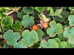 Image result for Rubus pinnatus