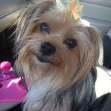 Nikki the male maltipom at 1 year old—his mother is a pom and father is a maltese. How To Groom A Maltese Yorkie Mix Arxiusarquitectura