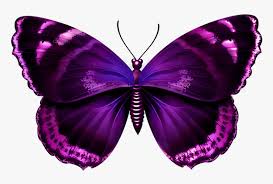 Browse and download hd pink butterfly png images with transparent background for free. Purple Butterfly Png Purple And Pink Butterfly Transparent Png Transparent Png Image Pngitem