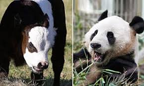 I was not aware until recently that farmers have been breeding mini cows for some time now! Miniature Panda Cow Is Born At Washington Farm And The Bovine Looks Just Like A Chinese Bear Daily Mail Online