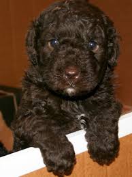 They are active dogs and need plenty of physical and mental puppies are loads of fun, but they require a lot of time and effort before they grow up to become the dog of your dreams. Spanish Water Dog Info Temperament Puppies Pictures