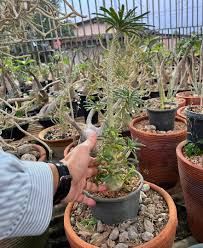 Image result for Dorstenia buchananii