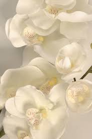 Prized for its stark white ruffled blooms, a phalaenopsis orchid makes an impressive floral display. Orchid Phalaenopsis Large Pene Dene Flowers