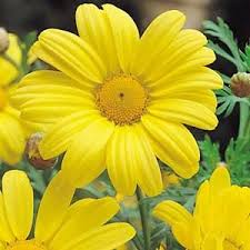 Image result for Helichrysum argyranthum