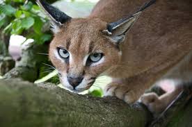 A list of the entire living panthera family plus. Is It Legal To Have A Caracal Cat As A Pet Catman
