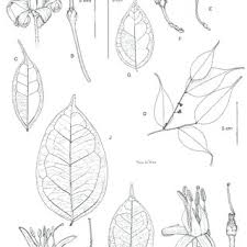 Image result for Rhaphiostylis beninensis