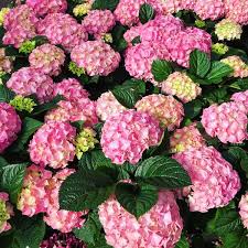 The new york times obtained the documents that confirmed it. Fotos Bei Lenders Gartencenter Blumenladen