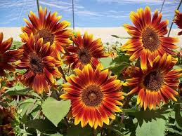 30 Different Types Of Sunflowers With Basic Care Requirements Types Of Sunflowers Red Sunflowers Planting Sunflowers