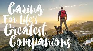 If your pet ever goes missing, our specialists are available 24/7 to help reunite you two as quickly as possible. Veterinarians In Calgary Ab Calgary North Animal Hospital 24 Hour Emergency Service