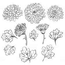 Set Of Beautiful Chrysanthemum Flowers On White Background Chrysanthemum Tattoo Chrysanthemum Flower Tattoo Chrysanthemum Flower