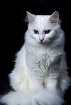 Turkish Angora Cat Breed Information, Pictures ...