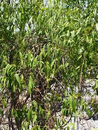 Image result for Secamone retusa