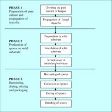 Pdf Mass Production Of Metarhizium Anisopliae Using Solid