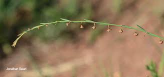 Image result for Phyllanthus pentandrus