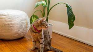 Some ferns have toxic properties, but others such as boston fern (nephrolepsis exaltata) are perfectly safe for pets. 9 Popular Houseplants That Are Toxic To Cats