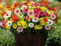 Up to 6 tall and 24 wide. The Best Flowers For Pots In Full Sun Hgtv