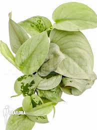Light, water, fertilizer, and propagation. Araflora Exotic Flora Mehr Scindapsus Pictus Silver Hero