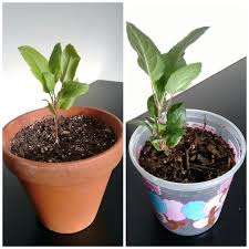 How To Grow Apple Trees From Seed Apple Tree From Seed Growing Apples From Seed Apple Plant