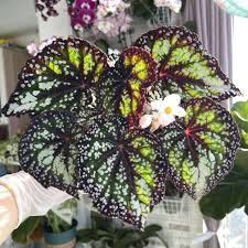 Image result for Begonia princeae