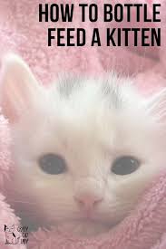 If it's your first time bottle feeding, don't panic! How To Bottle Feed A Kitten Crazy Cat Lady