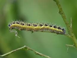 White cabbage butterfly is a major pest that affects many brassicas. Large White