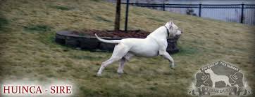 Dogo Argentino Breeder Dream Dogos Ham Lake Mn We are a family owned business located in central east ontario, canada that specializes in everything dogo argentino.