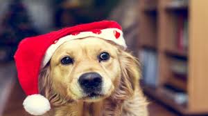 Many nuts are also high in fat and salt, which can cause a variety of health issues. Don T Let Your Pet Eat That Christmas Cactus
