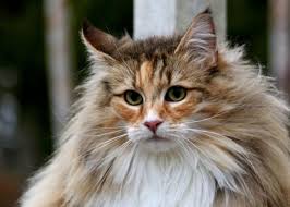 Selain itu, jika anda ingin membeli kucing anakan, harga kucing hutan yang masih kecil hanya berkisar rp 350.000 saja. Cara Merawat Kucing Hutan Agar Sehat Dan Gemuk Info Binatang