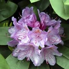 Rhododendron Lilla Blomst Landscape Decor Diy Rhododendron Dream Garden