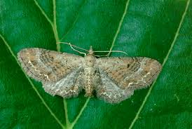 Image result for Eupithecia subumbrata