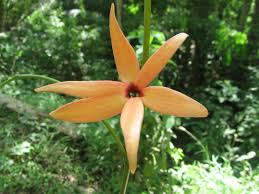 Image result for isolona lebrunii