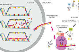 Protein sederhana tersusun oleh asam amino saja, oleh karena itu pada hidrolisisnya hanya diperoleh fungsi protein fungsional, fungsi protein gigi, fungsi protein gizi, fungsi protein globin. Sintesis Protein Proses Transkripsi Dan Translasi Halaman All Kompas Com