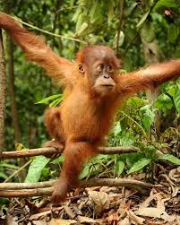 Apr 14, 2021 · 11 surprising facts about komodo dragons these giant lizards are fast, venomous, and dangerous, but also surprisingly playful. Animal Facts On Instagram The Sumatran Orangutan Pongo Abelii Indonesia Status Critically Endangered Cr Rainforest Animals Baby Orangutan Orangutan