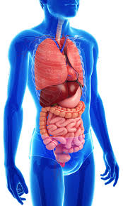 In this activity, students will label a diagram of the digestive system and describe the purpose of each organ. Child S Digestive System