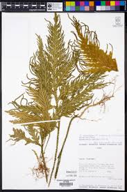 Image result for Selaginella lewalleana